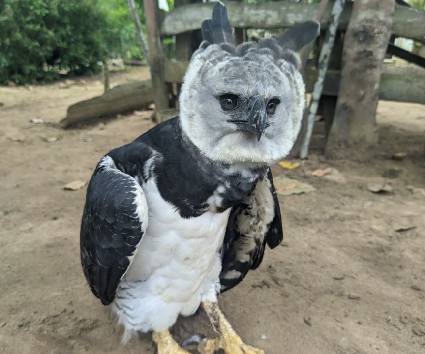 Gavião-real ferido é resgatado no interior do Amazonas e recebe cuidados em Manaus