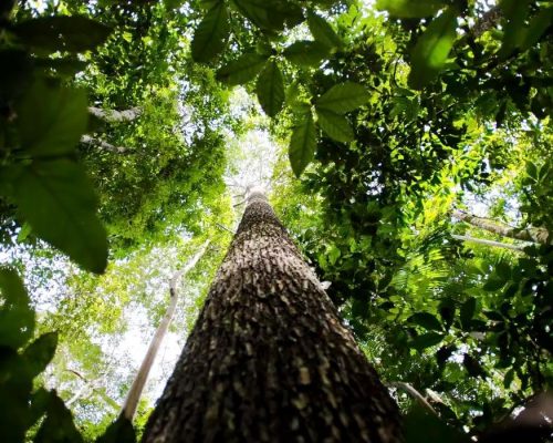 Potencial de crédito de carbono na Amazônia Legal passa de US$ 10 bilhões
