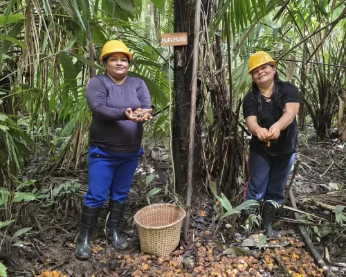 Mulheres extrativistas enfrentam preconceito e geram renda na Amazônia